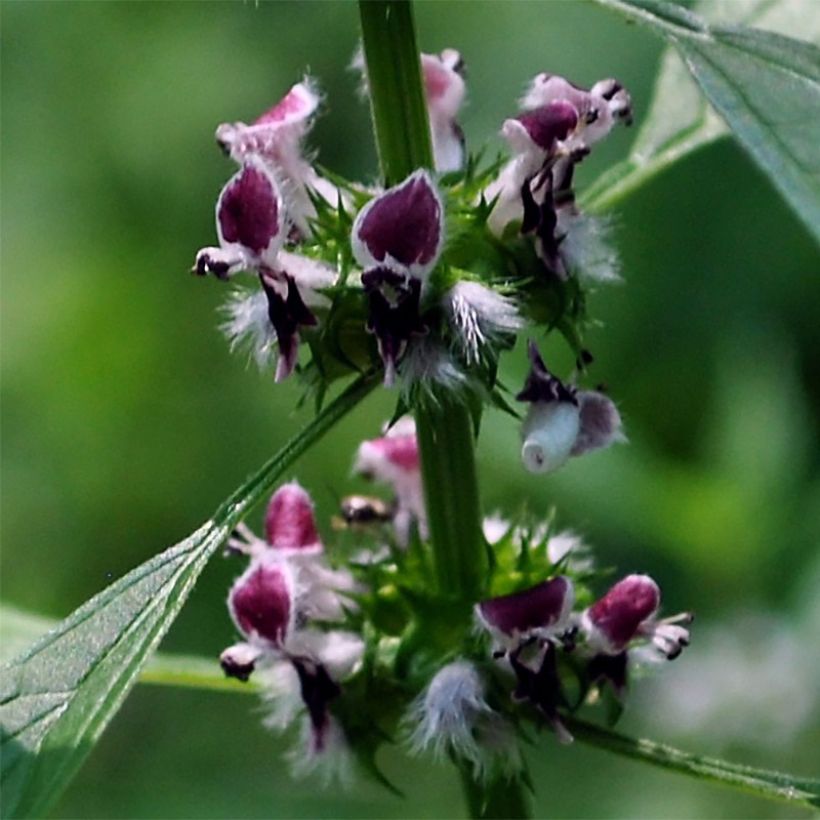 Rohtonukula - Leonurus cardiaca (Kukinta)