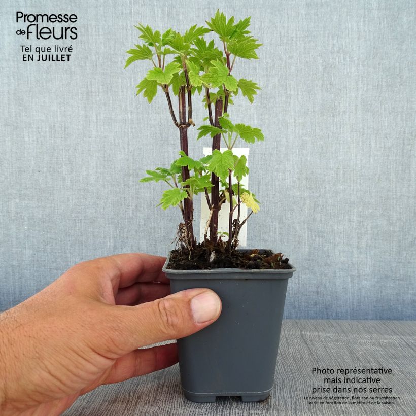 Esimerkki kesällä toimitetusta Rohtonukula - Leonurus cardiaca Taimiruukku 8/9 cm-taimesta