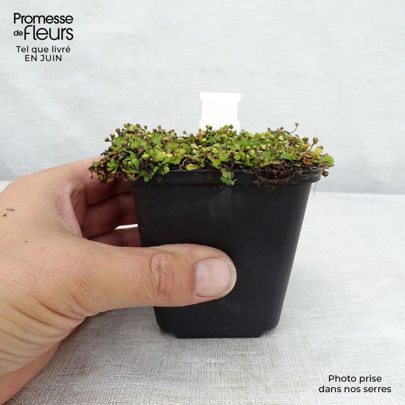 Esimerkki kesällä toimitetusta Vihersaumayrtti Minima Taimiruukku 8/9 cm-taimesta