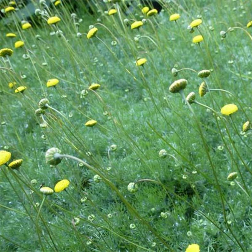 Cotula hispida (Kukinta)