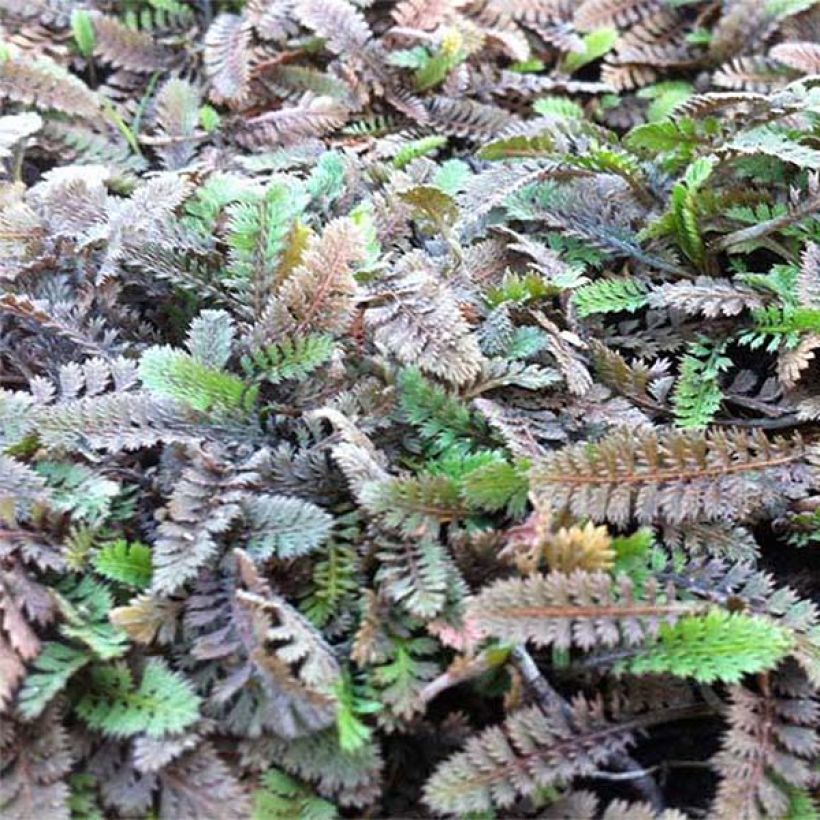 Saumayrti - Leptinella potentillina (Lehvistö)