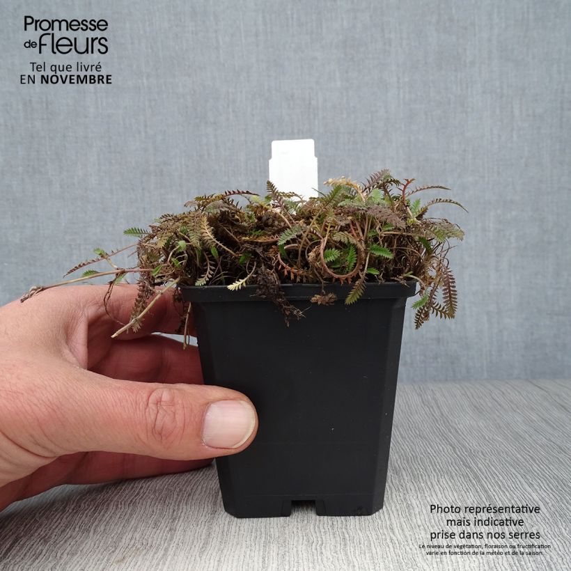 Esimerkki syksyllä toimitetusta Saumayrti - Leptinella potentillina 8/9 cm taimiruukku-taimesta