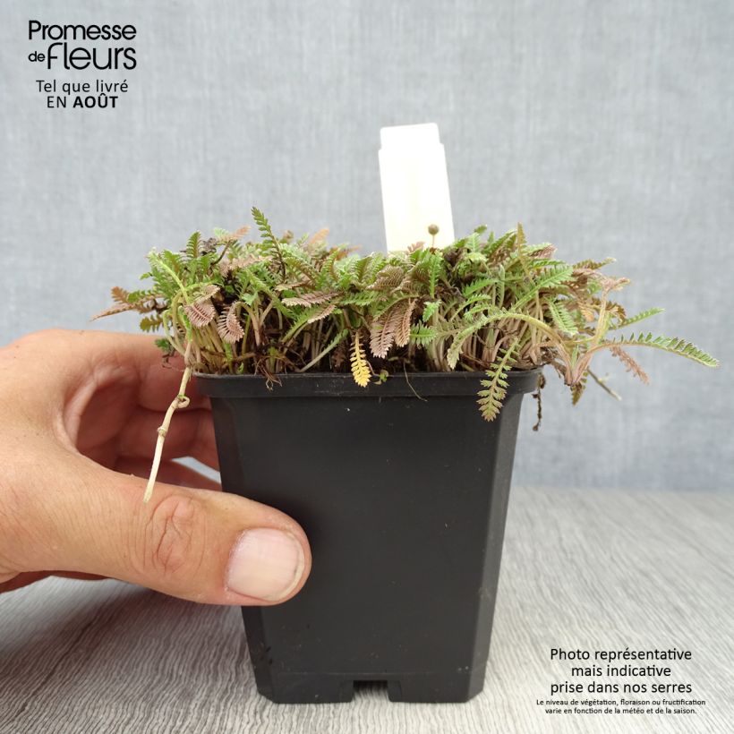 Esimerkki kesällä toimitetusta Saumayrti - Leptinella potentillina Taimiruukku 8/9 cm-taimesta