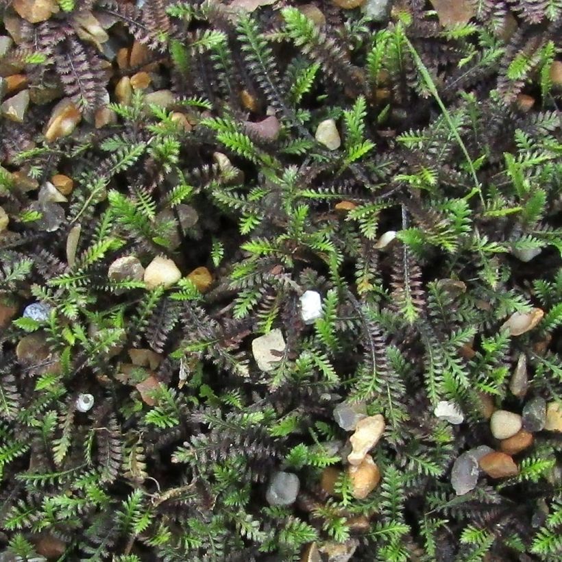 Peittosaumayrtti - Leptinella squalida (Lehvistö)