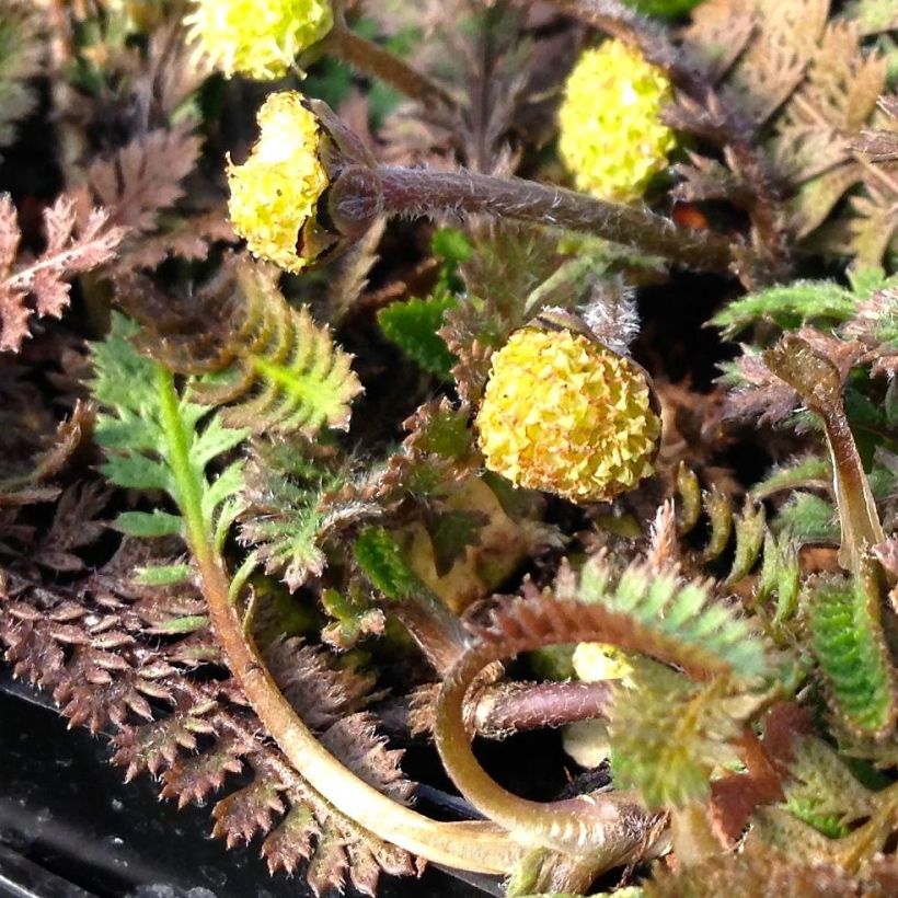 Peittosaumayrtti - Leptinella squalida (Kukinta)