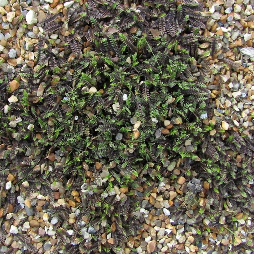 Peittosaumayrtti - Leptinella squalida (Kasvutapa)