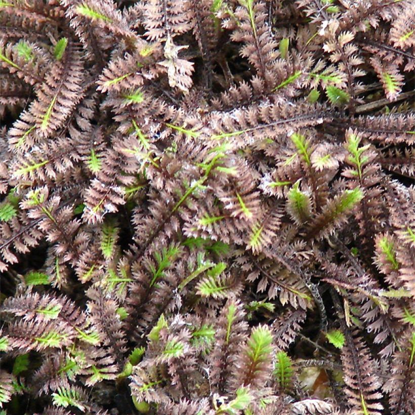 Peittosaumayrtti Platt's Black (Lehvistö)
