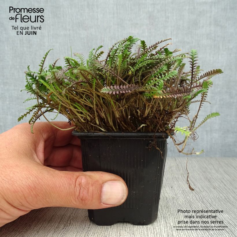 Esimerkki kesällä toimitetusta Peittosaumayrtti Platt's Black Taimiruukku 8/9 cm-taimesta