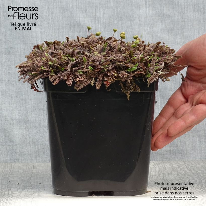 Esimerkki keväällä toimitetusta Peittosaumayrtti Platt's Black Ruukku 3L / 4L-taimesta