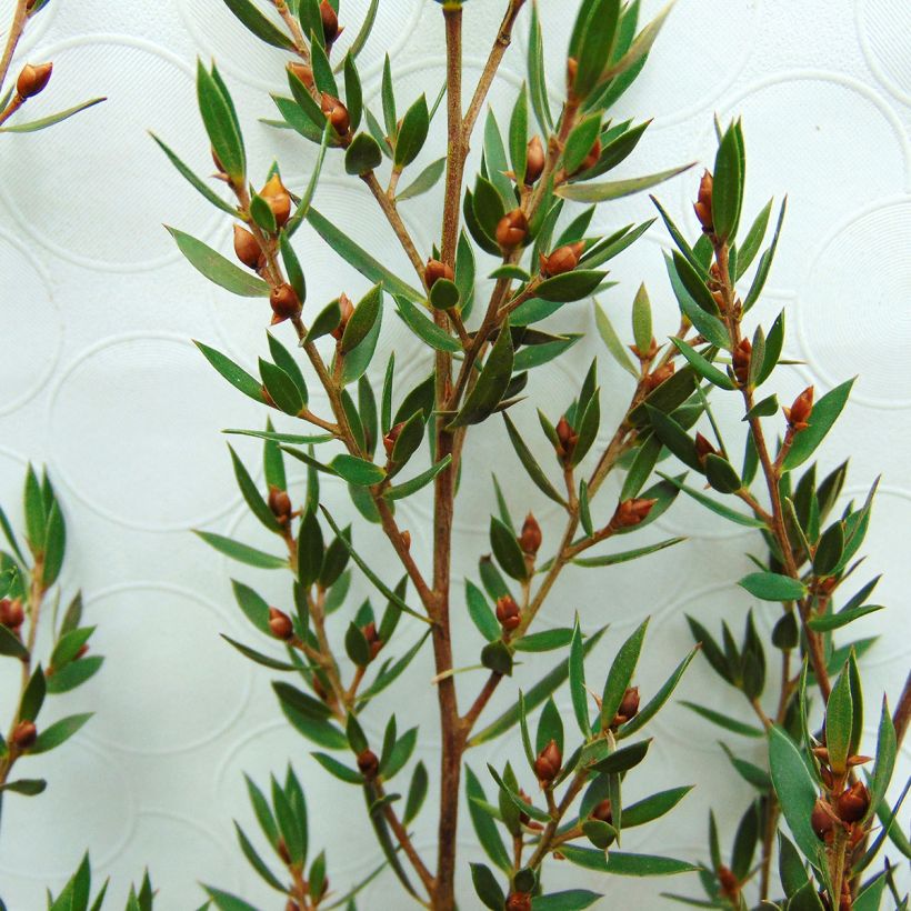 Ruusumyrtti Karo Pearl Star (Lehvistö)