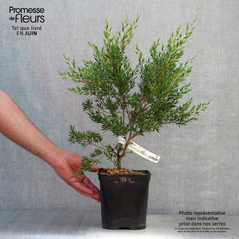 Esimerkki kesällä toimitetusta Ruusumyrtti Karo Pearl Star Pot de 2L/3L-taimesta
