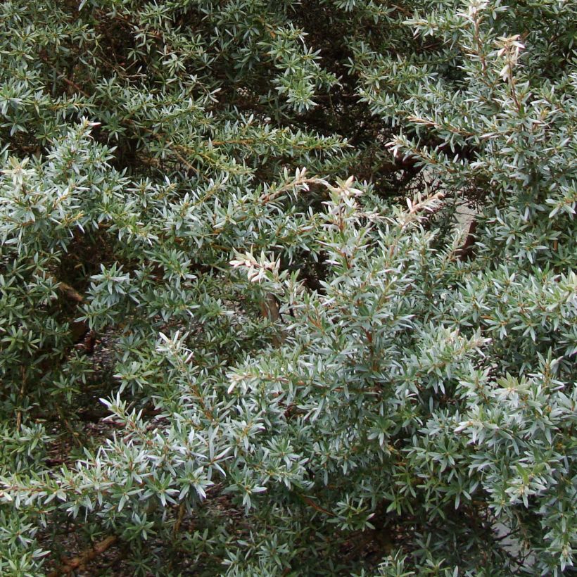Ruusumyrti Silver Sheen (Lehvistö)