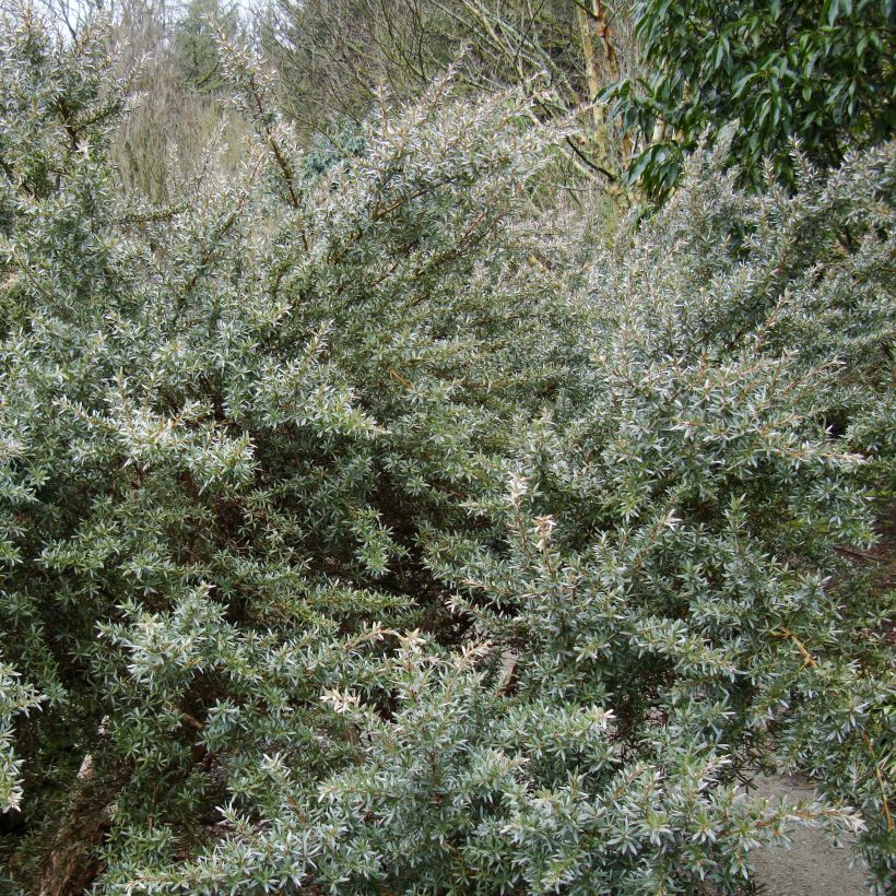 Ruusumyrti Silver Sheen (Kasvutapa)