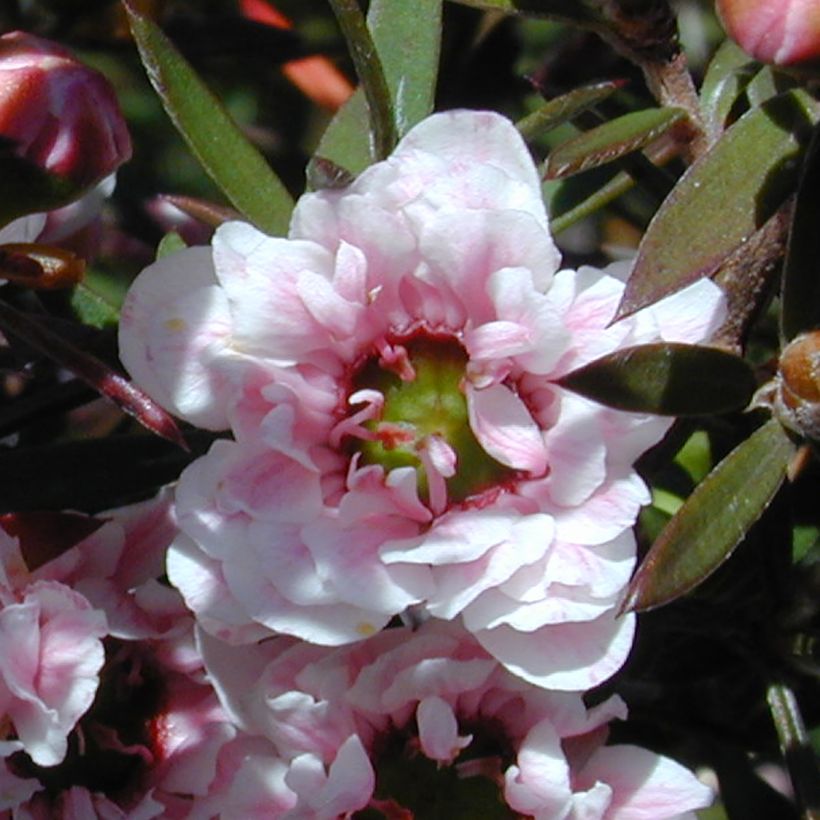 Ruusumyrtti Apple blossom (Kukinta)