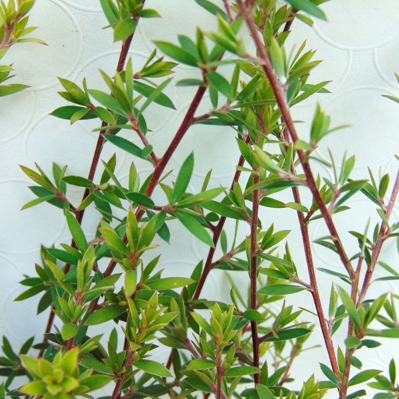 Ruusumyrtti Blanc (Lehvistö)