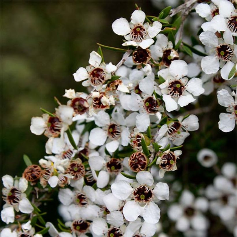 Ruusumyrtti Blanc (Kukinta)