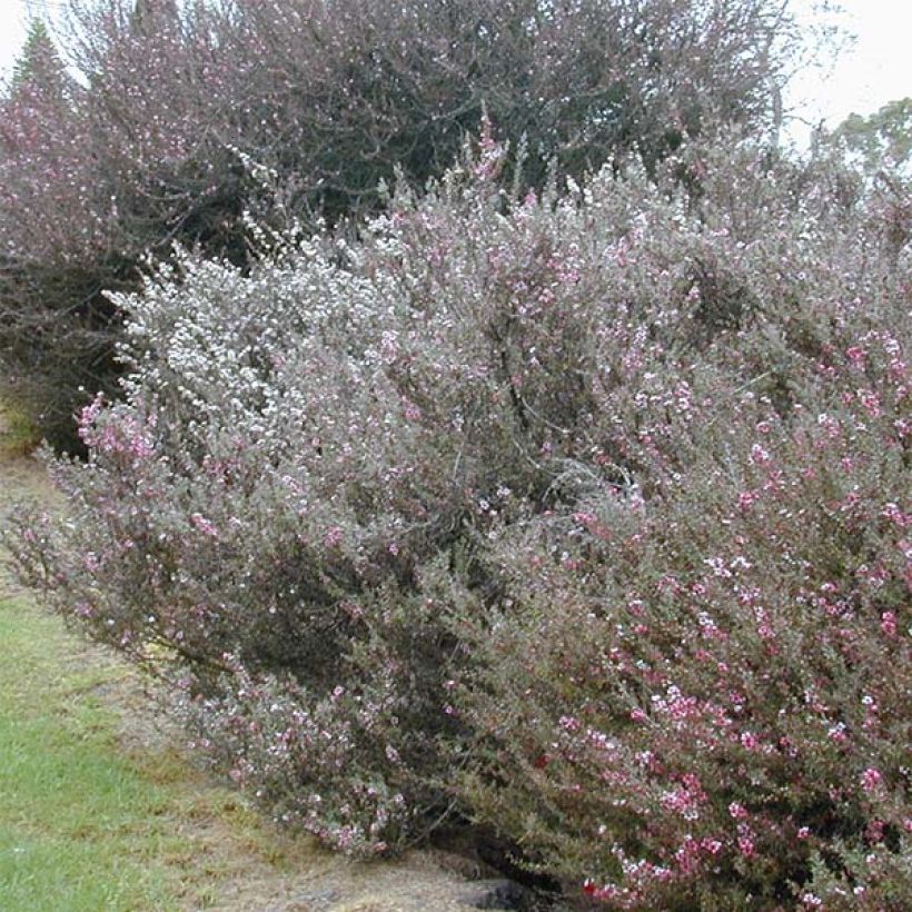 Ruusumyrtti Blanc (Kasvutapa)