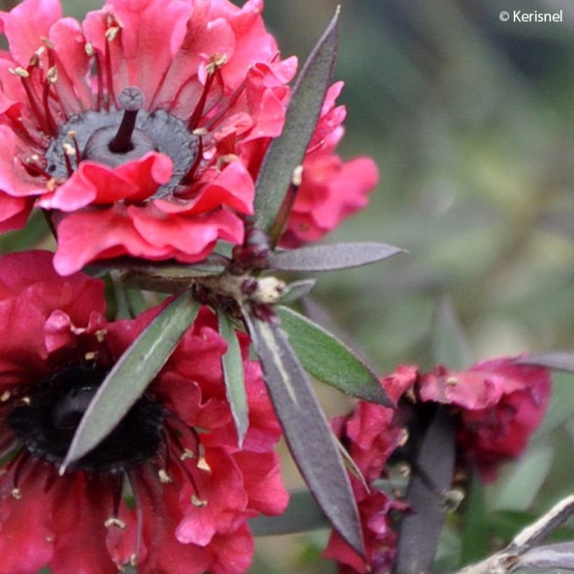 Ruusumyrtti Crimson Glory (Lehvistö)
