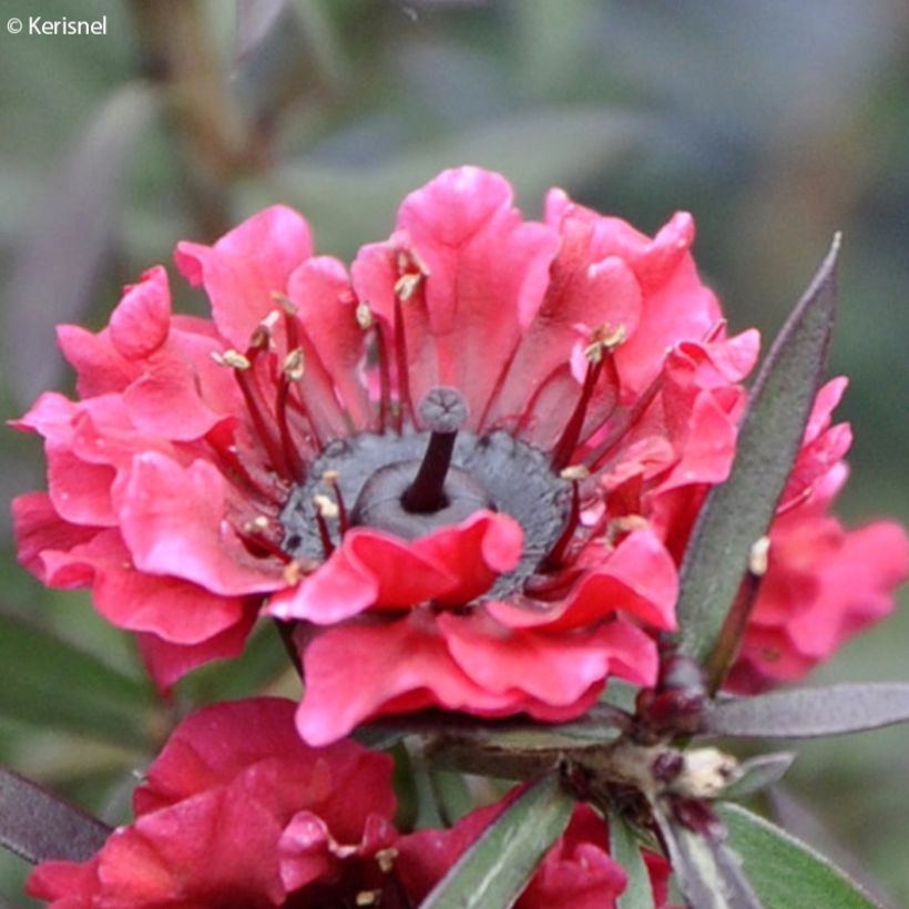 Ruusumyrtti Crimson Glory (Kukinta)