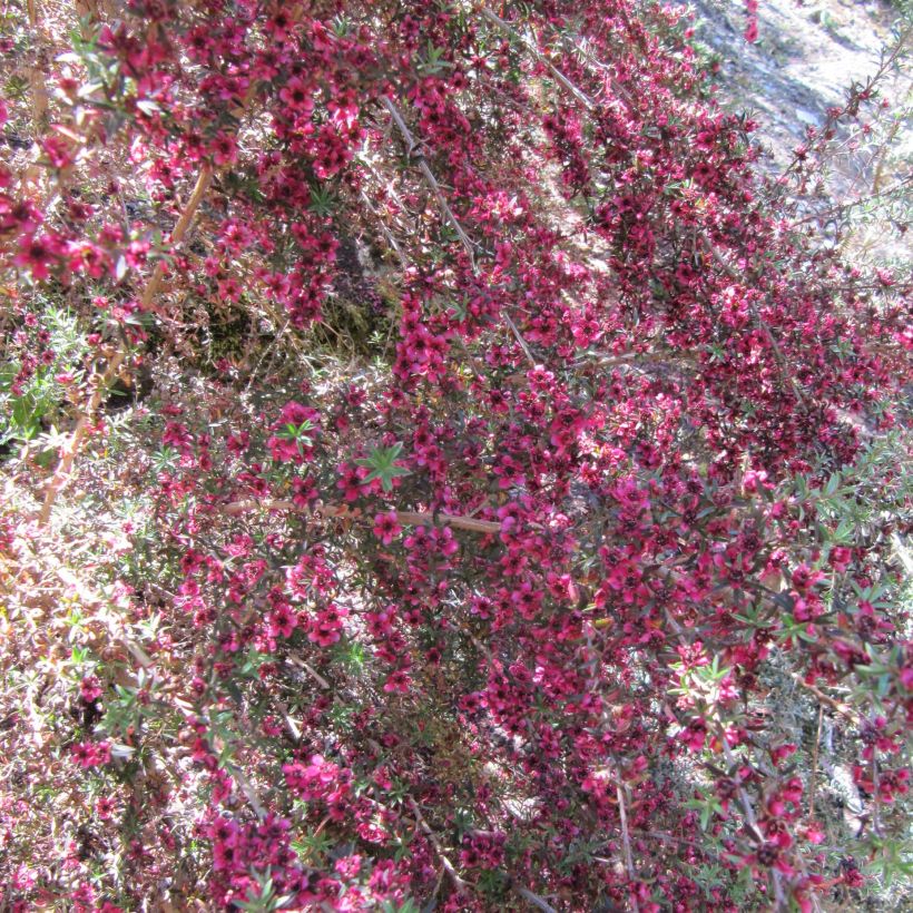 Ruusumyrtti Jubilee (Kukinta)