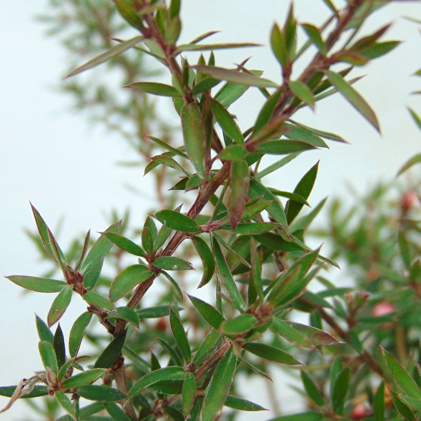 Ruusumyrtti Jubilee (Lehvistö)