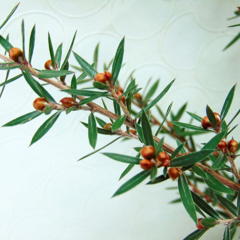Ruusumyrtti Martini (Lehvistö)