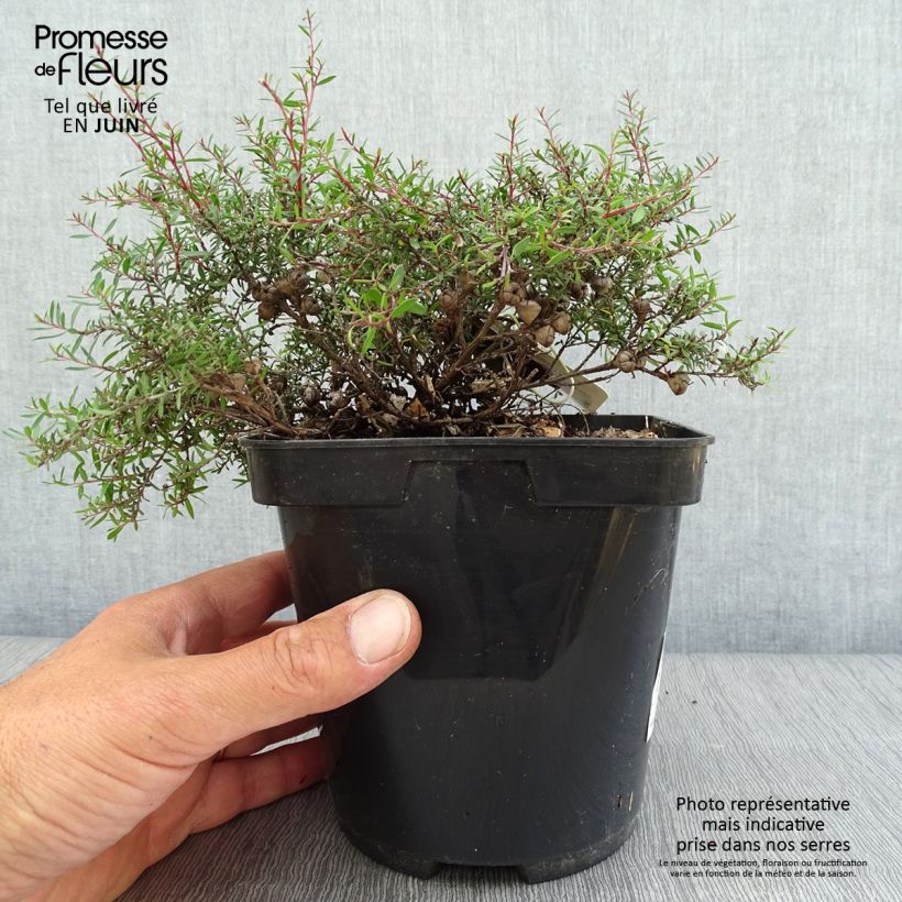 Esimerkki kesällä toimitetusta Ruusumyrtti Nanum Kiwi Pot de 2L/3L-taimesta