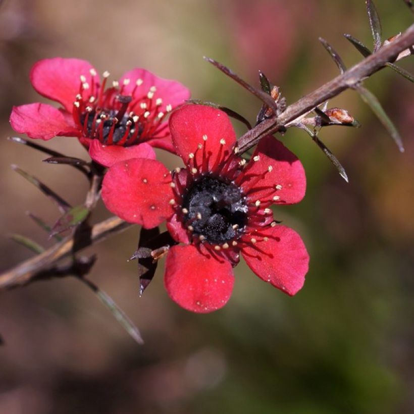 Ruusumyrtti Nanum Kiwi (Kukinta)