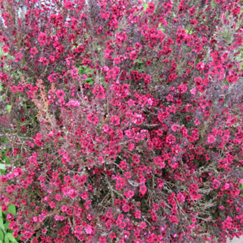 Ruusumyrtti Red damask (Kukinta)