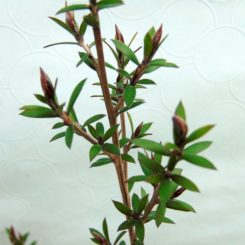 Ruusumyrtti Red damask (Lehvistö)