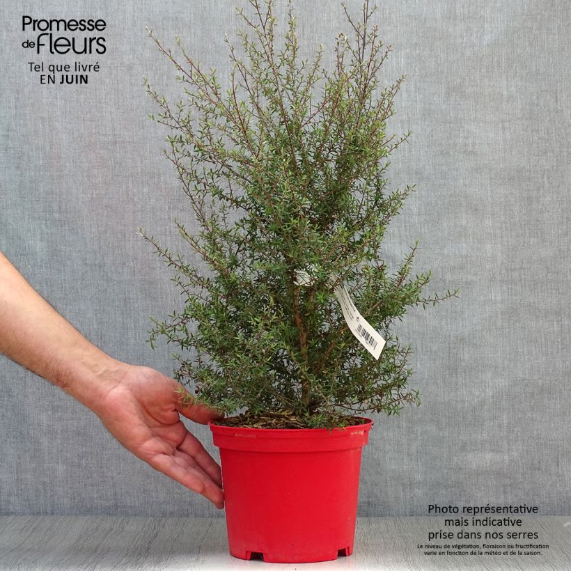 Esimerkki kesällä toimitetusta Ruusumyrtti Red damask Pot de 3L/4L-taimesta