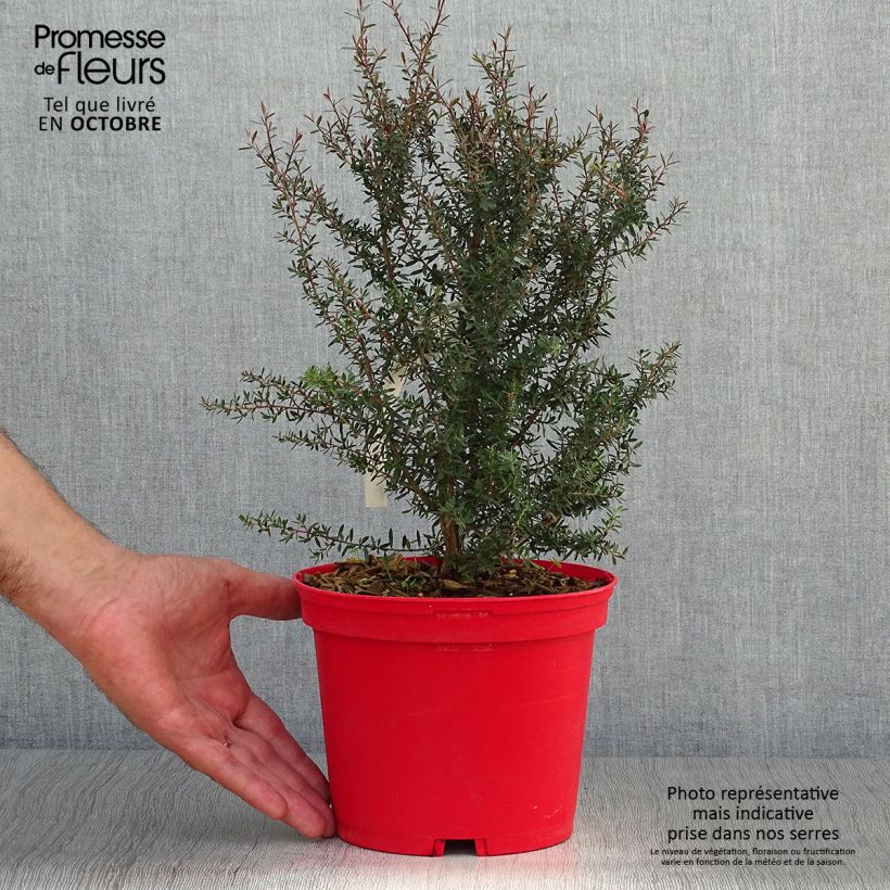 Esimerkki syksyllä toimitetusta Ruusumyrtti Red damask 3 litran/4 litran ruukku-taimesta