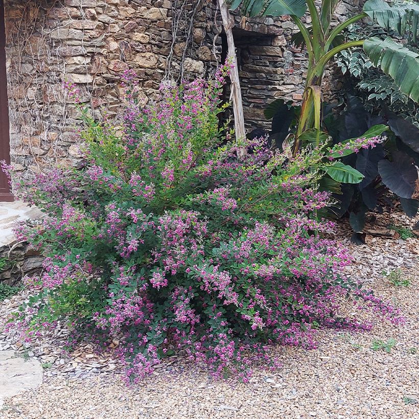 Lespedeza liukiuensis Little Volcano (Kasvutapa)