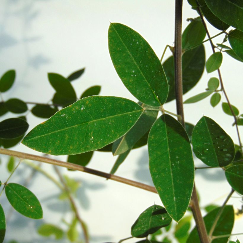 Lespedeza thunbergii (Lehvistö)