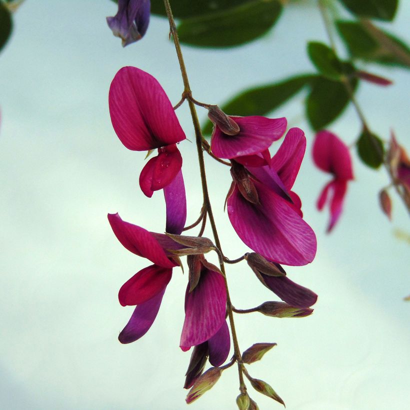 Lespedeza thunbergii (Kukinta)