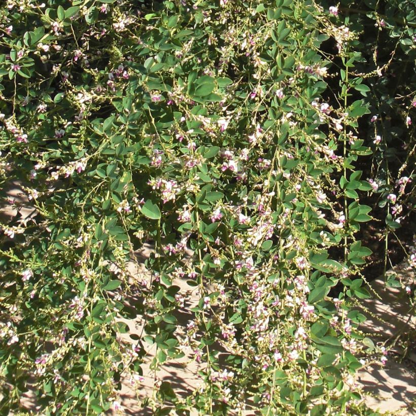 Lespedeza thunbergii Edo-Shibori (Lehvistö)