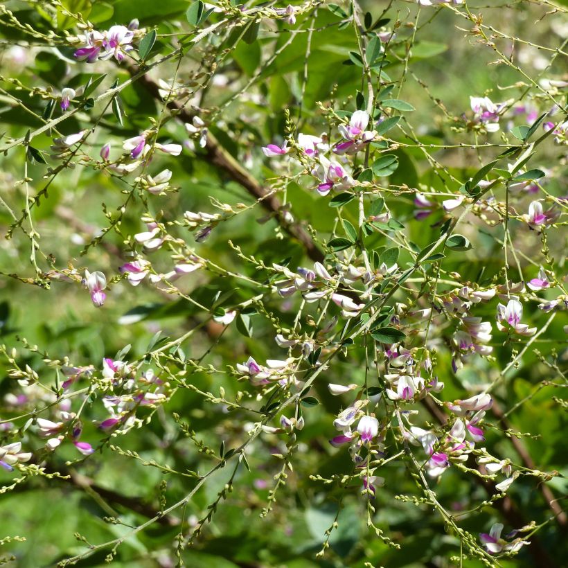 Lespedeza thunbergii Edo-Shibori (Kukinta)