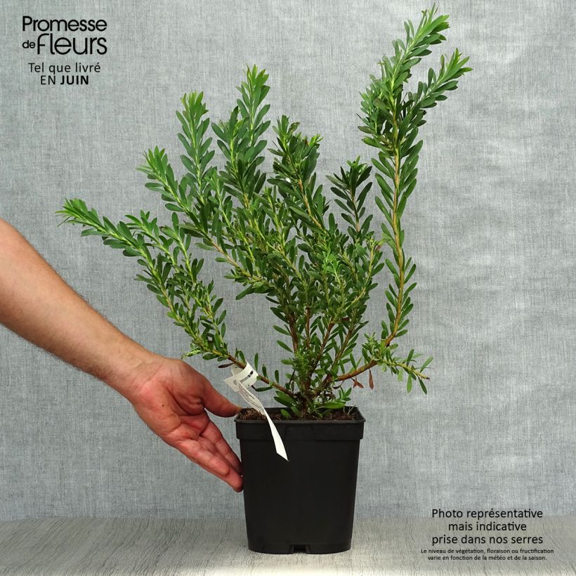 Esimerkki kesällä toimitetusta Hopeapuut Devil's Blush Pot de 3L/4L-taimesta