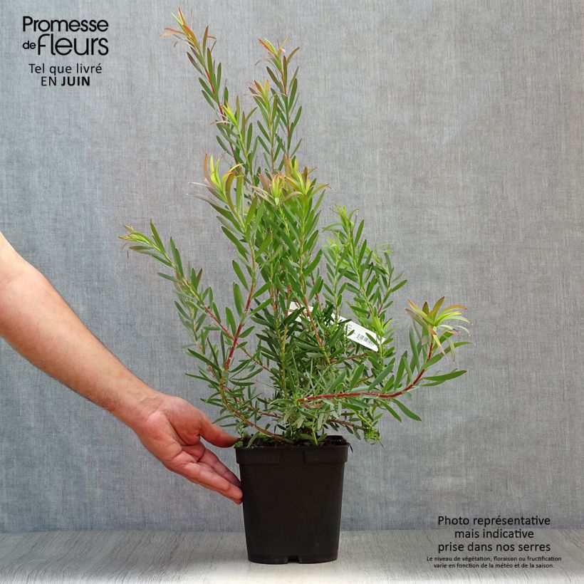 Esimerkki kesällä toimitetusta Hopeapuut Fireglow Pot de 3L/4L-taimesta
