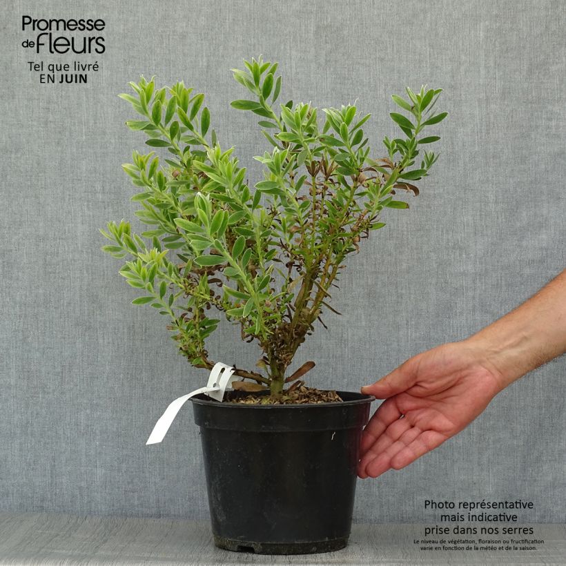 Esimerkki kesällä toimitetusta Hopeapuut Safari Sunset Pot de 3L/4L-taimesta