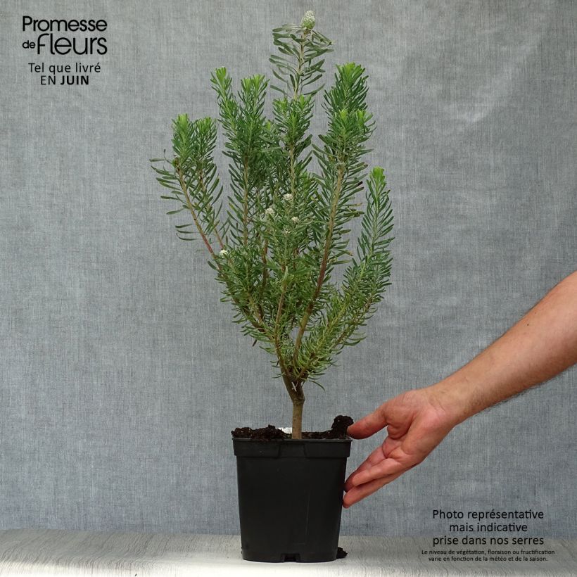Esimerkki kesällä toimitetusta Hopeapuut Purple Haze Pot de 3L/4L-taimesta
