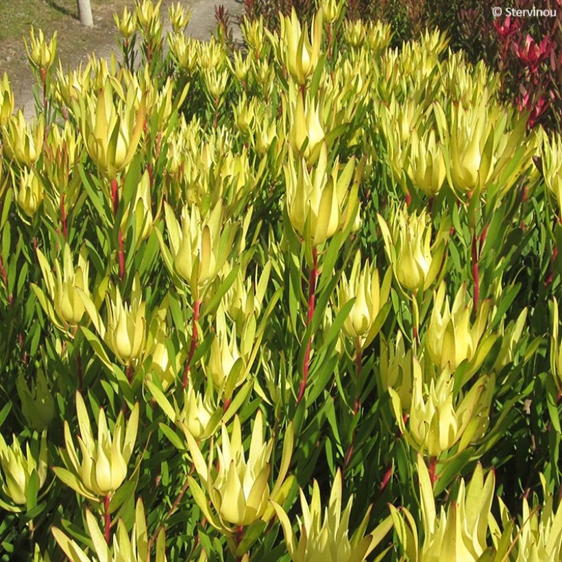Hopeapuut Inca Gold (Lehvistö)