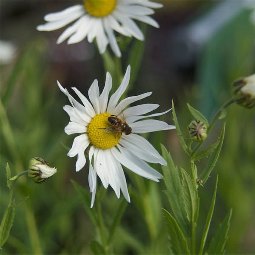 Leucanthemella serotina (Kukinta)