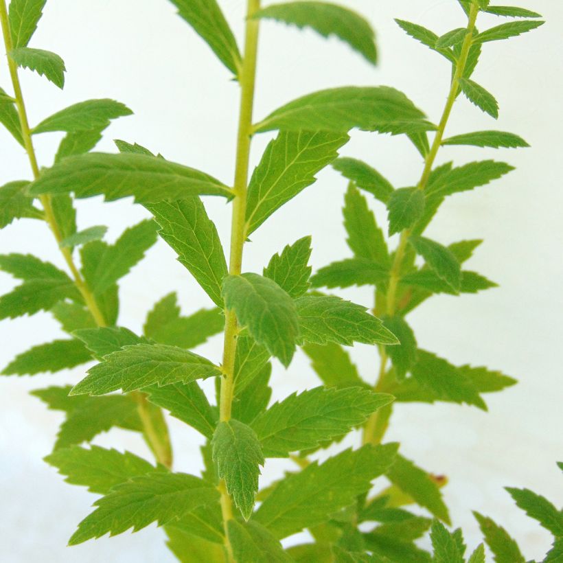 Leucanthemella serotina (Lehvistö)