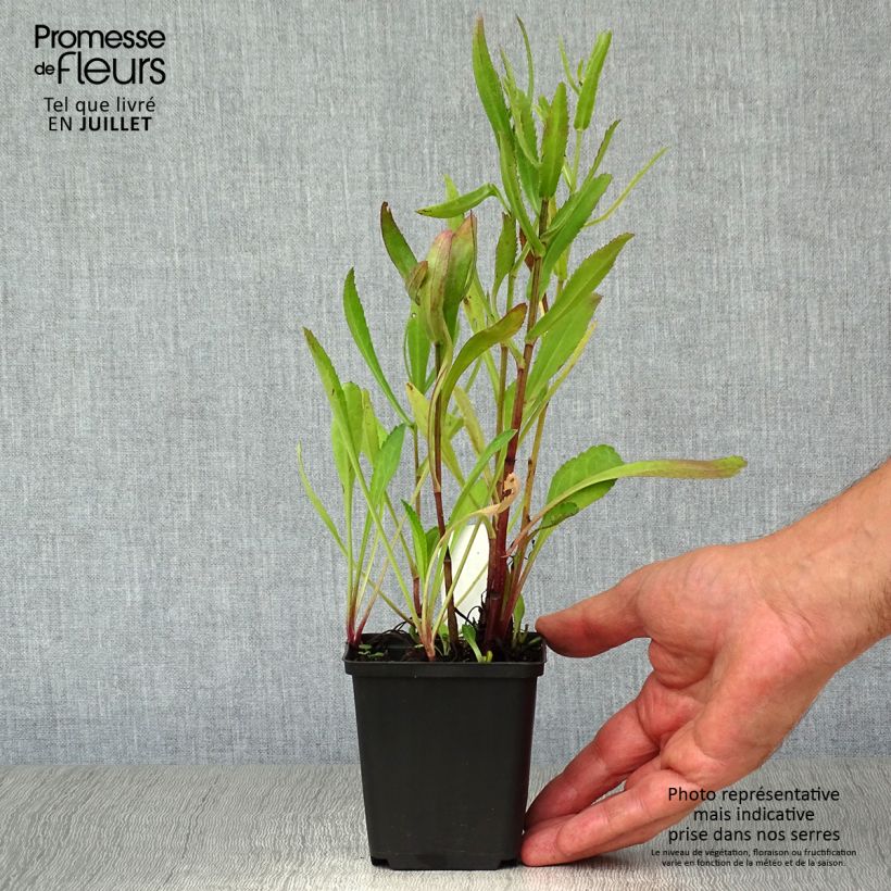 Esimerkki kesällä toimitetusta Isopäivänkakkara Polaris Godet de 8/9 cm-taimesta