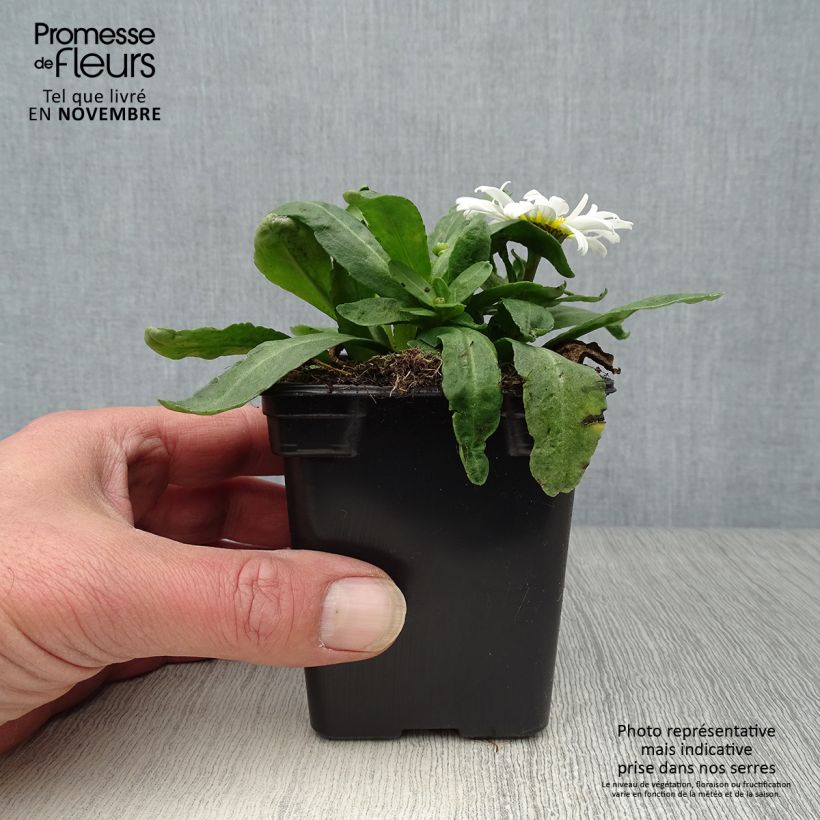 Esimerkki syksyllä toimitetusta Isopäivänkakkara Etoile d'Anvers 7/8 cm taimiruukku-taimesta