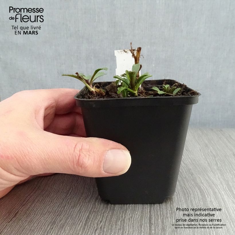 Esimerkki keväällä toimitetusta Isopäivänkakkara Gruppenstolz Godet de 8/9 cm-taimesta