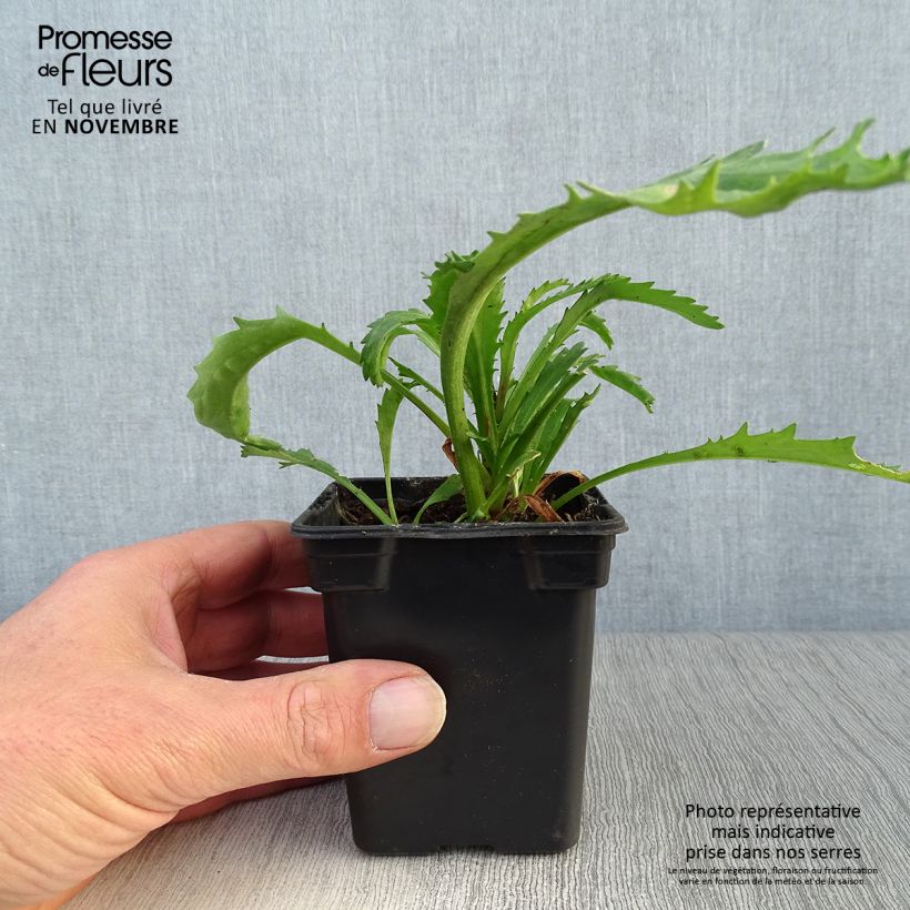 Esimerkki syksyllä toimitetusta Isopäivänkakkara Wirral Supreme 7/8 cm taimiruukku-taimesta