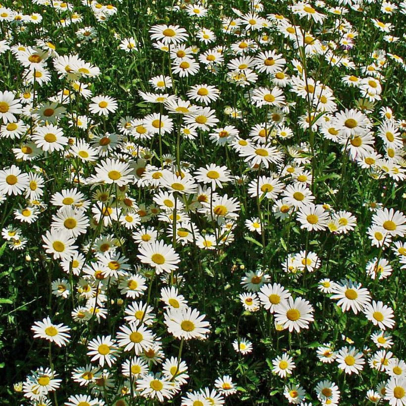Päivänkakkara - Leucanthemum vulgare (Kukinta)