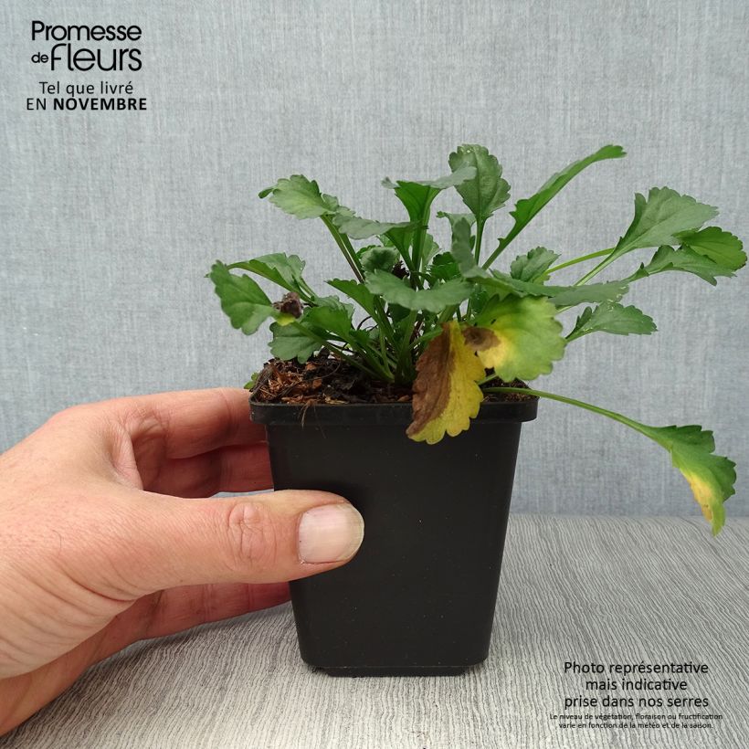 Esimerkki syksyllä toimitetusta Päivänkakkara Maikonigin 8/9 cm taimiruukku-taimesta
